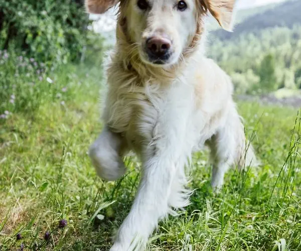 אורחן Landgasthof Zum Hammerschmied Ranten