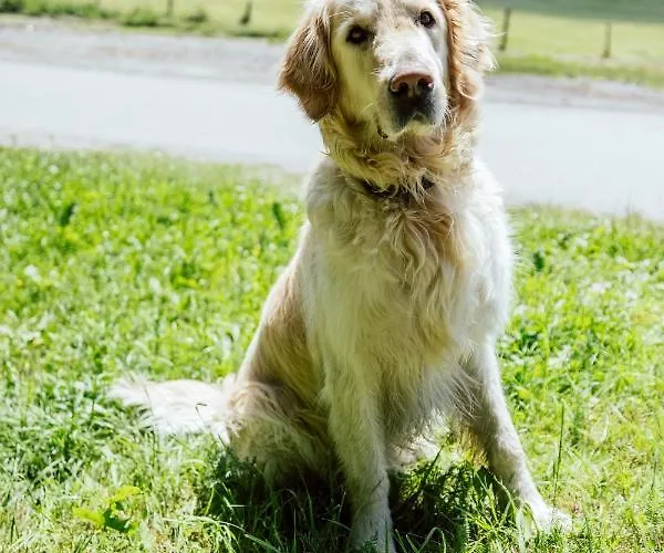 Landgasthof Zum Hammerschmied אורחן Ranten