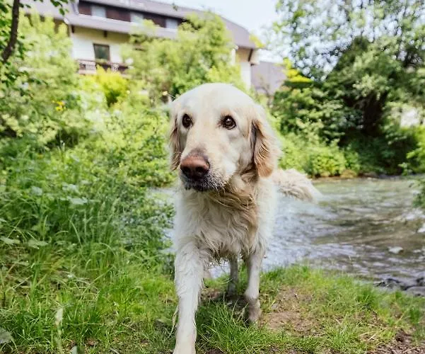 Landgasthof Zum Hammerschmied بيت ريفي Ranten